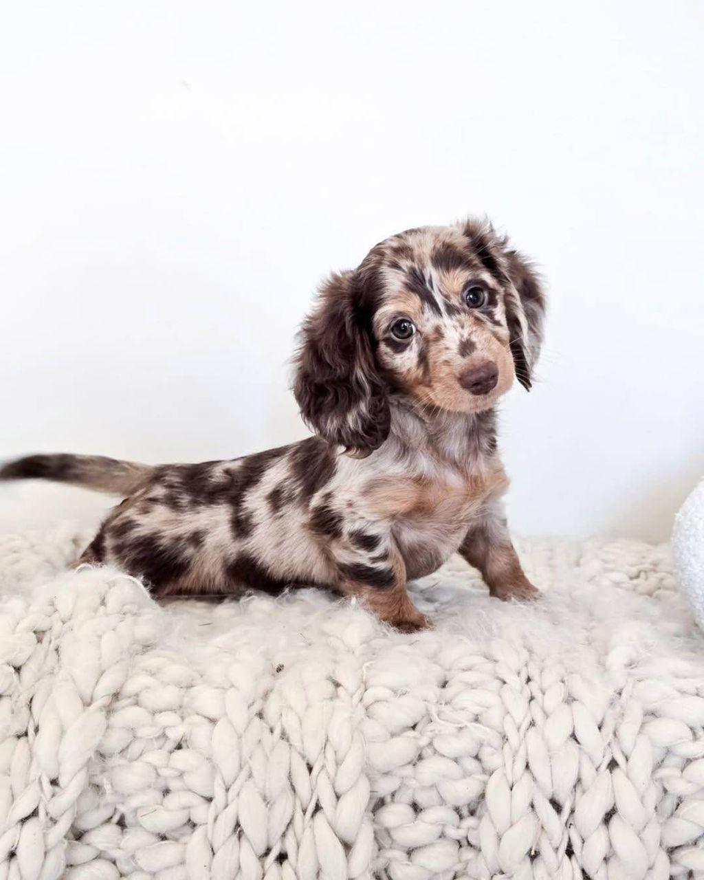 Astra - Female 9 weeks old dachshund puppy