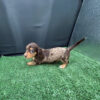 Axel - Male 8 weeks old dachshund puppy