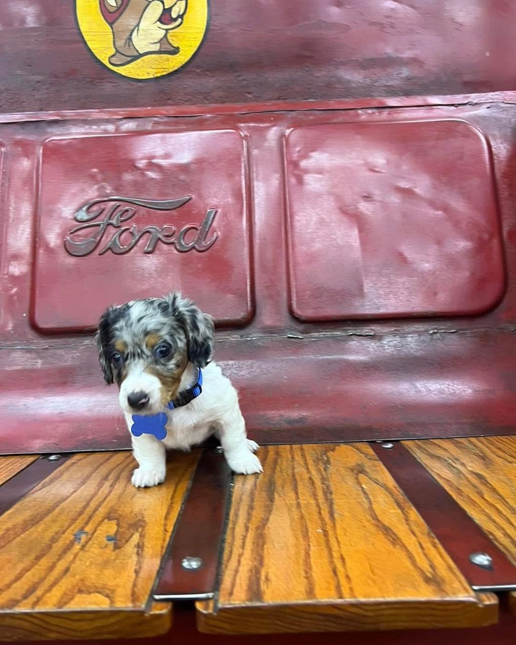 Balthazar - Male 9 weeks old dachshund puppy