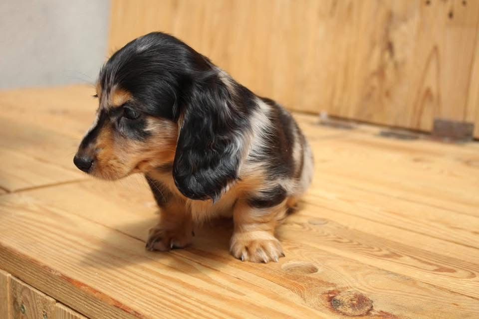 Bella - Female 9 weeks old dachshund puppy