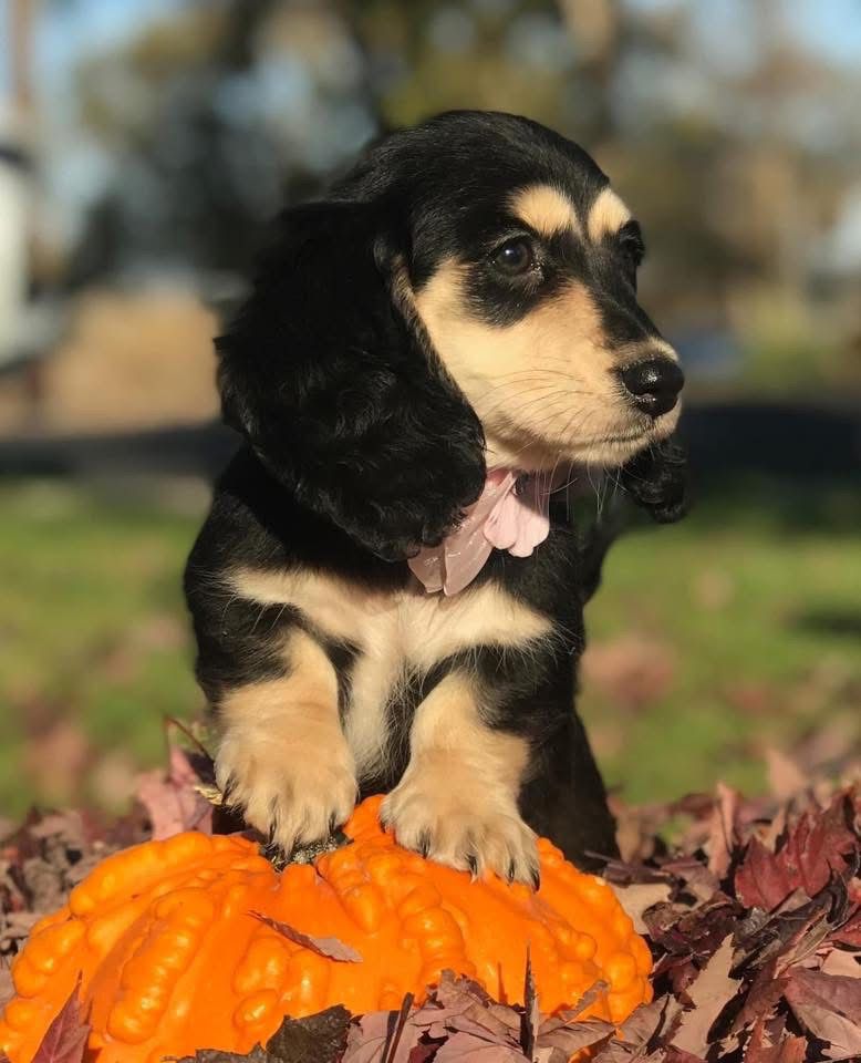 Besy - Female 9 weeks old dachshund puppy