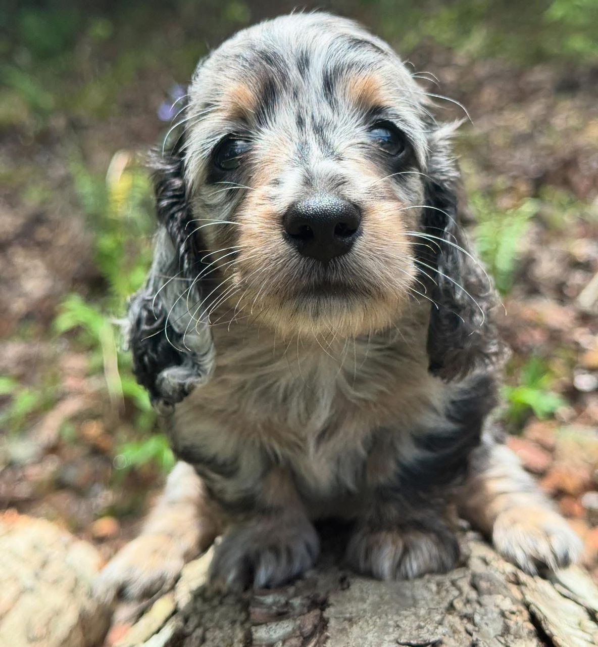 Buster - Male 9 weeks old dachshund puppy