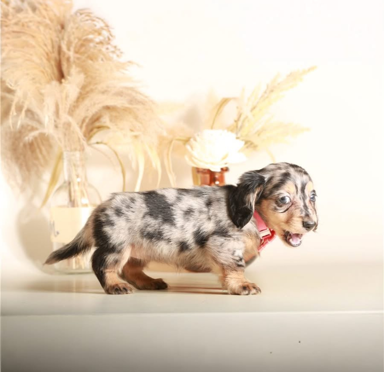 Charlize - Female 8 weeks old dachshund puppy
