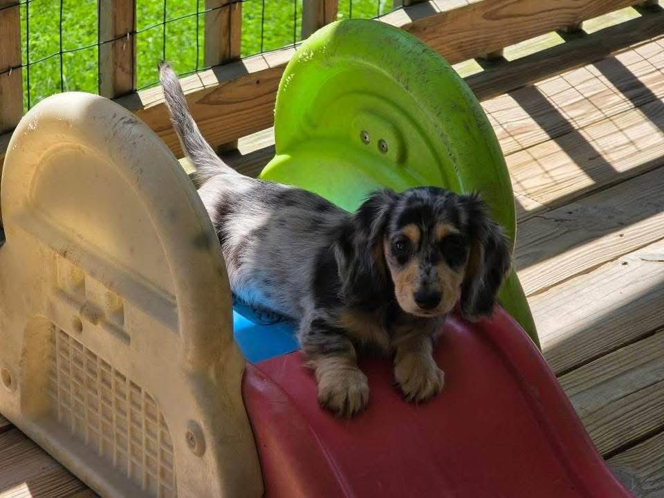 Chella - Female 9 weeks old dachshund puppy