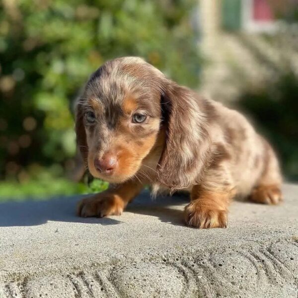 Cloud - Male 9 weeks old dachshund puppy