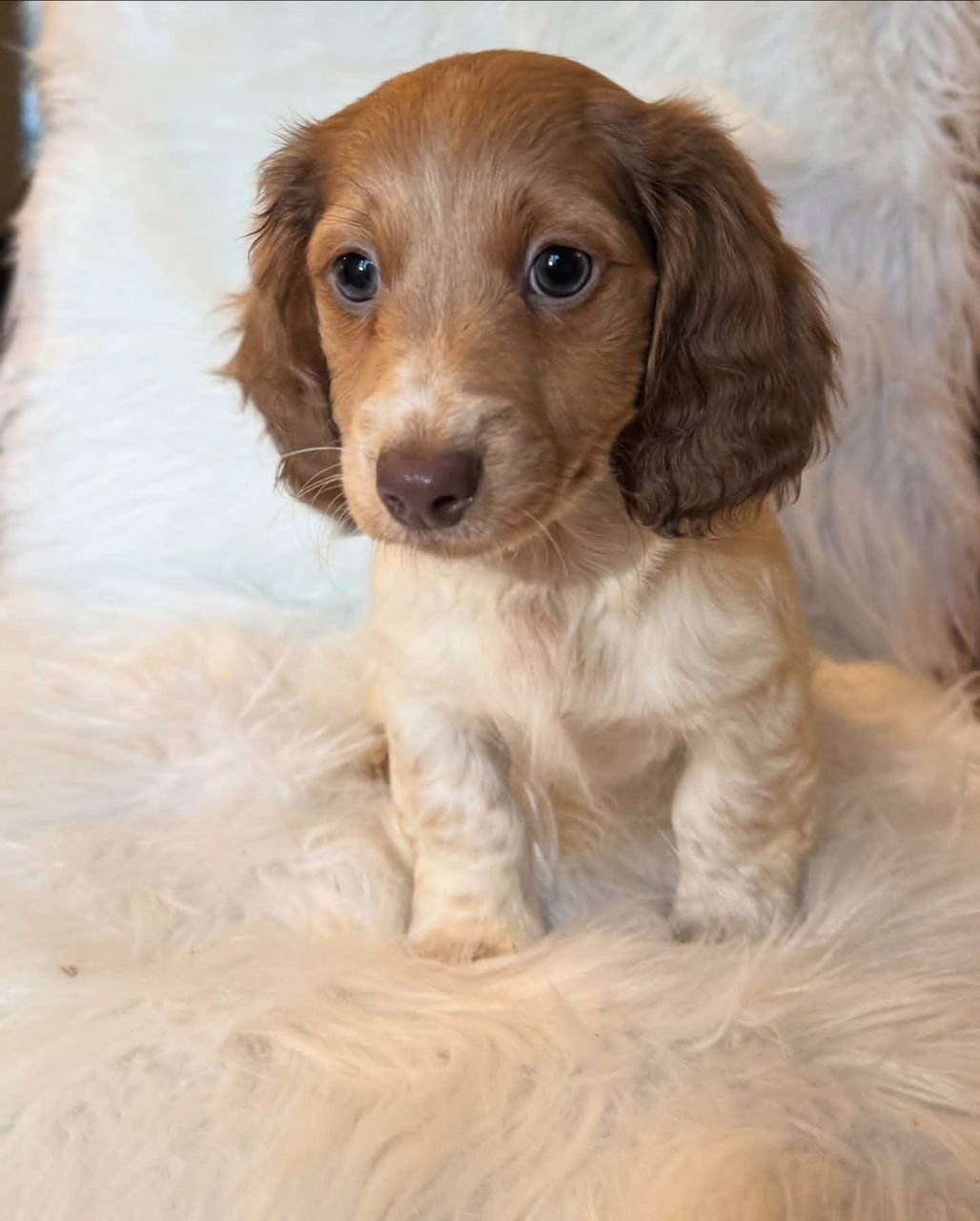 Cookie - Female 10 weeks old dachshund puppy