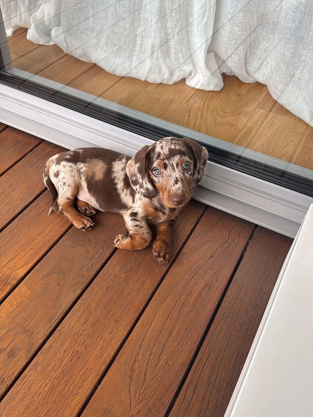 Dickson - Male 9 weeks old dachshund puppy