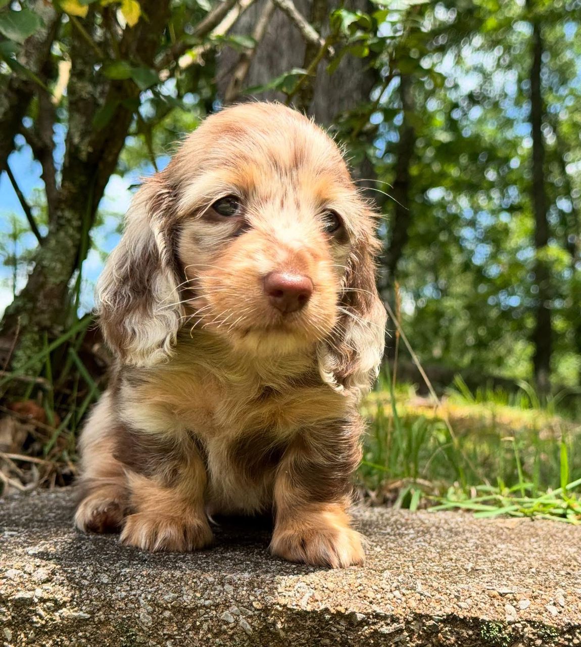 Dies - Male 8 weeks old dachshund puppy