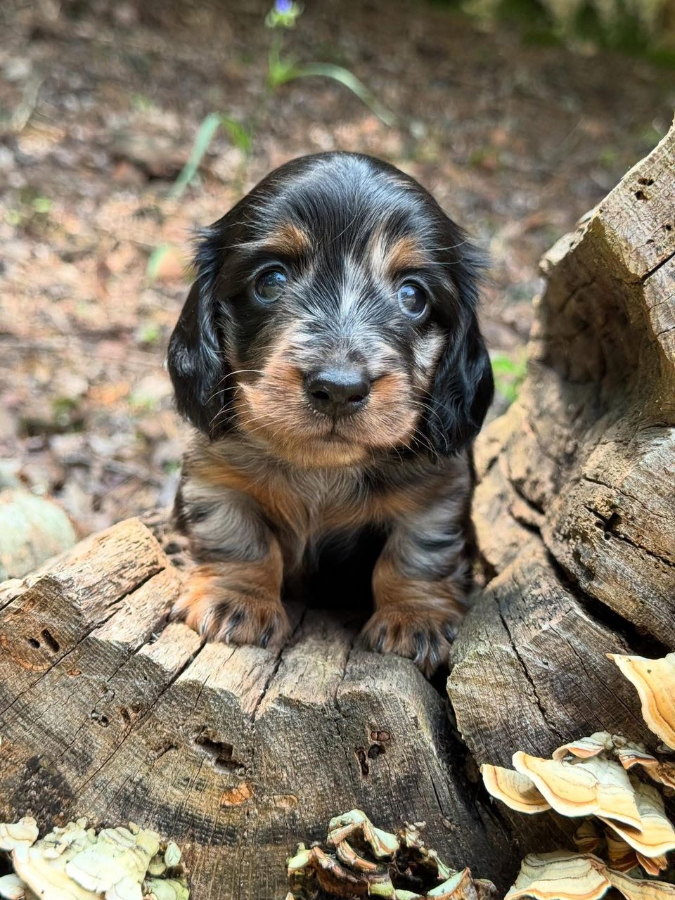 Duke - Male 9 weeks old dachshund puppy