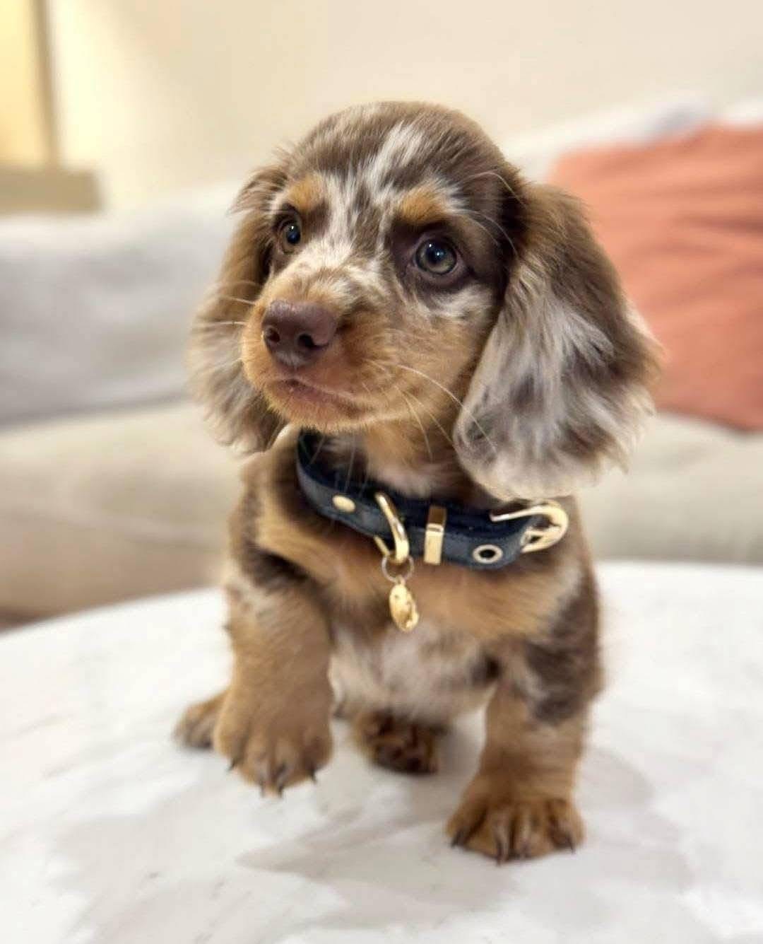 Fani - Female 8 weeks old dachshund puppy