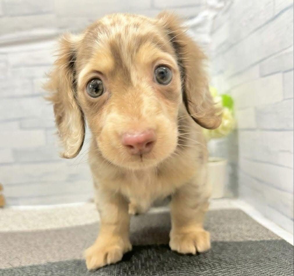 Fudge - Male 9 weeks old dachshund puppy