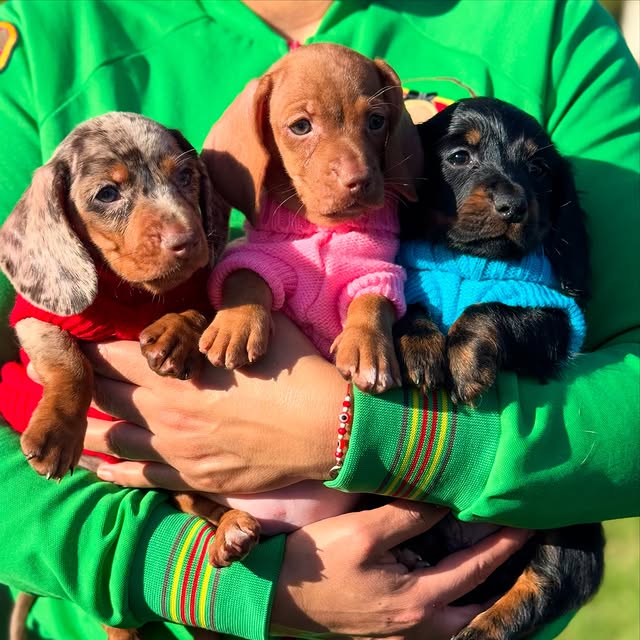 Miniature Dachshund Puppy