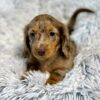 Kiki - Male 8 weeks old dachshund puppy