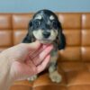Mochi - Female 8 weeks old dachshund puppy