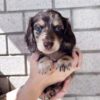 Mola - Male 8 weeks old dachshund puppy