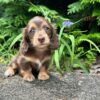 Nala - Female 10 weeks old dachshund puppy