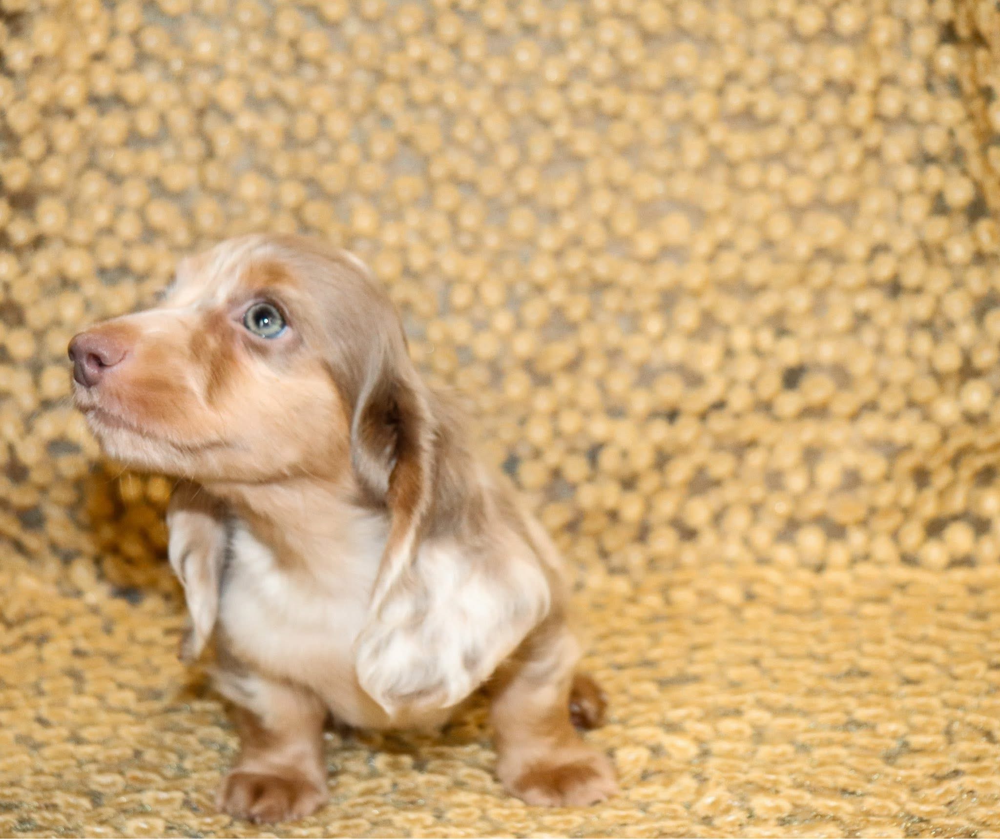 Nela - Female 9 weeks old dachshund puppy